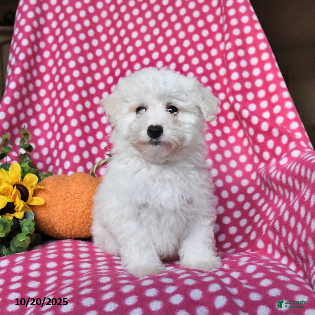 Maltipoo dogs for sale: Pumpkin - Ad 2