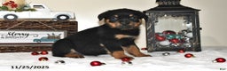Rottweiler dogs for sale: Holly - Ad 3