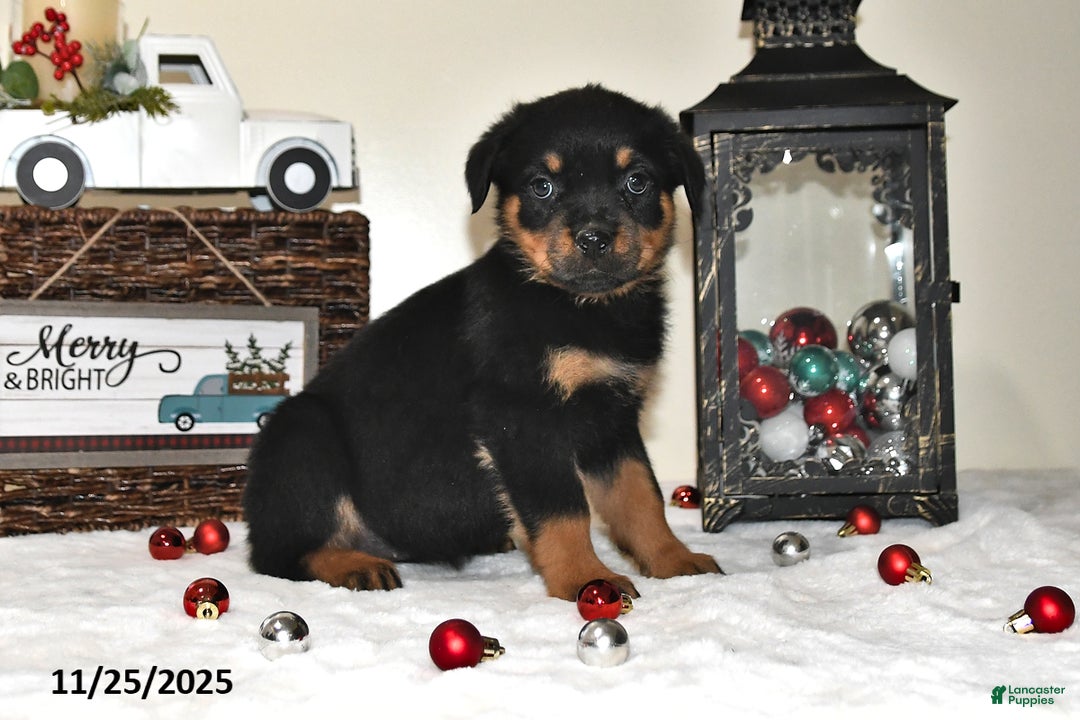 Rottweiler dogs for sale: Holly - Ad 3