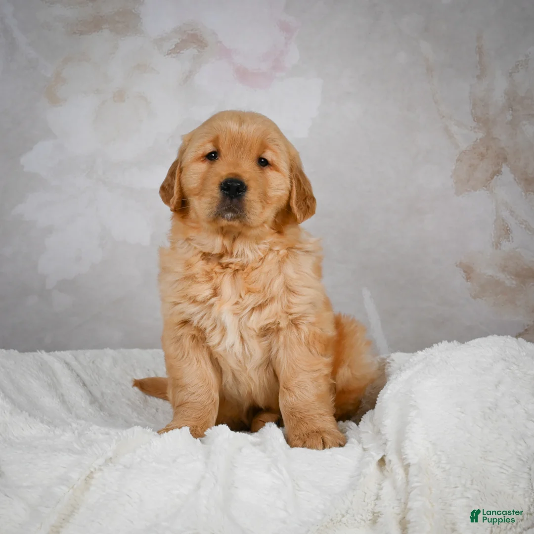 Golden Retriever dogs for sale: Romeo - Ad 9