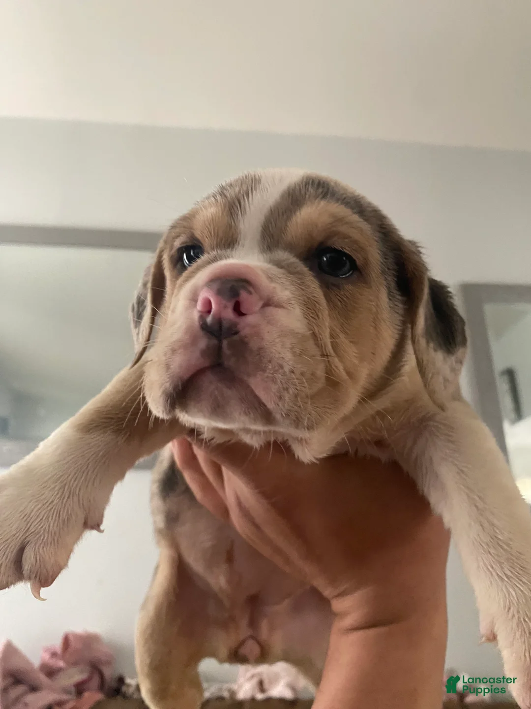 Beabull dogs for sale: Beauty - Ad 1