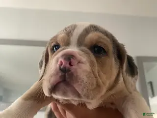 Beabull dogs Beauty - Ad 11