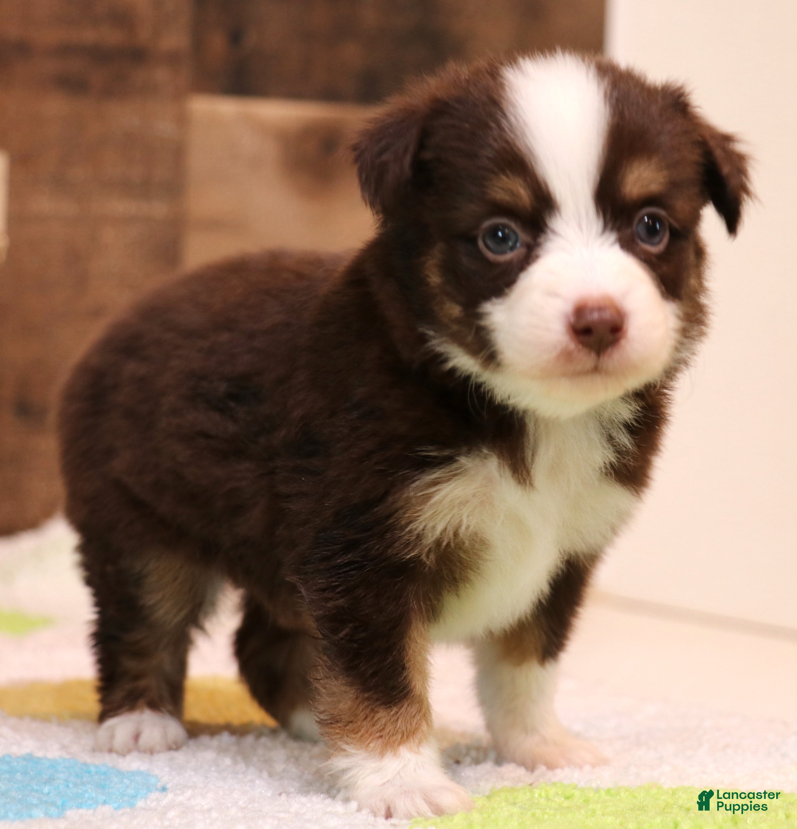 Toy Australian Shepherd dogs for sale: Coco red-tri - Ad 1