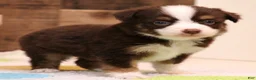 Toy Australian Shepherd dogs for sale: Coco red-tri - Ad 1