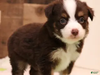 Toy Australian Shepherd dogs Coco red-tri - Ad 14