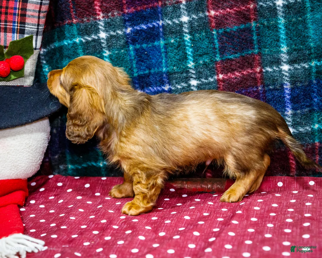 Miniature Dachshund dogs for sale: Adler - Ad 5