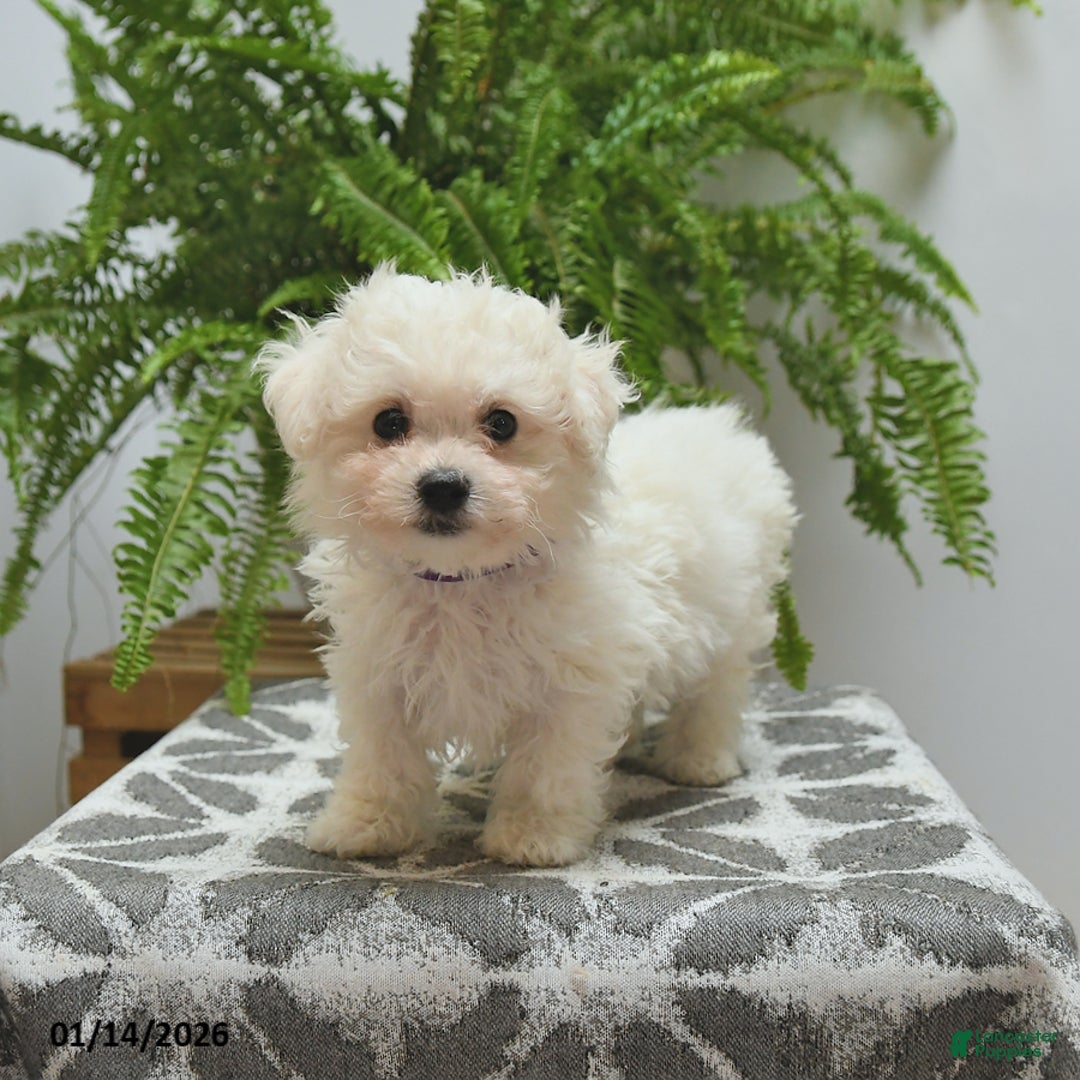 Bichon Frise dogs for sale: Sydney - Ad 5