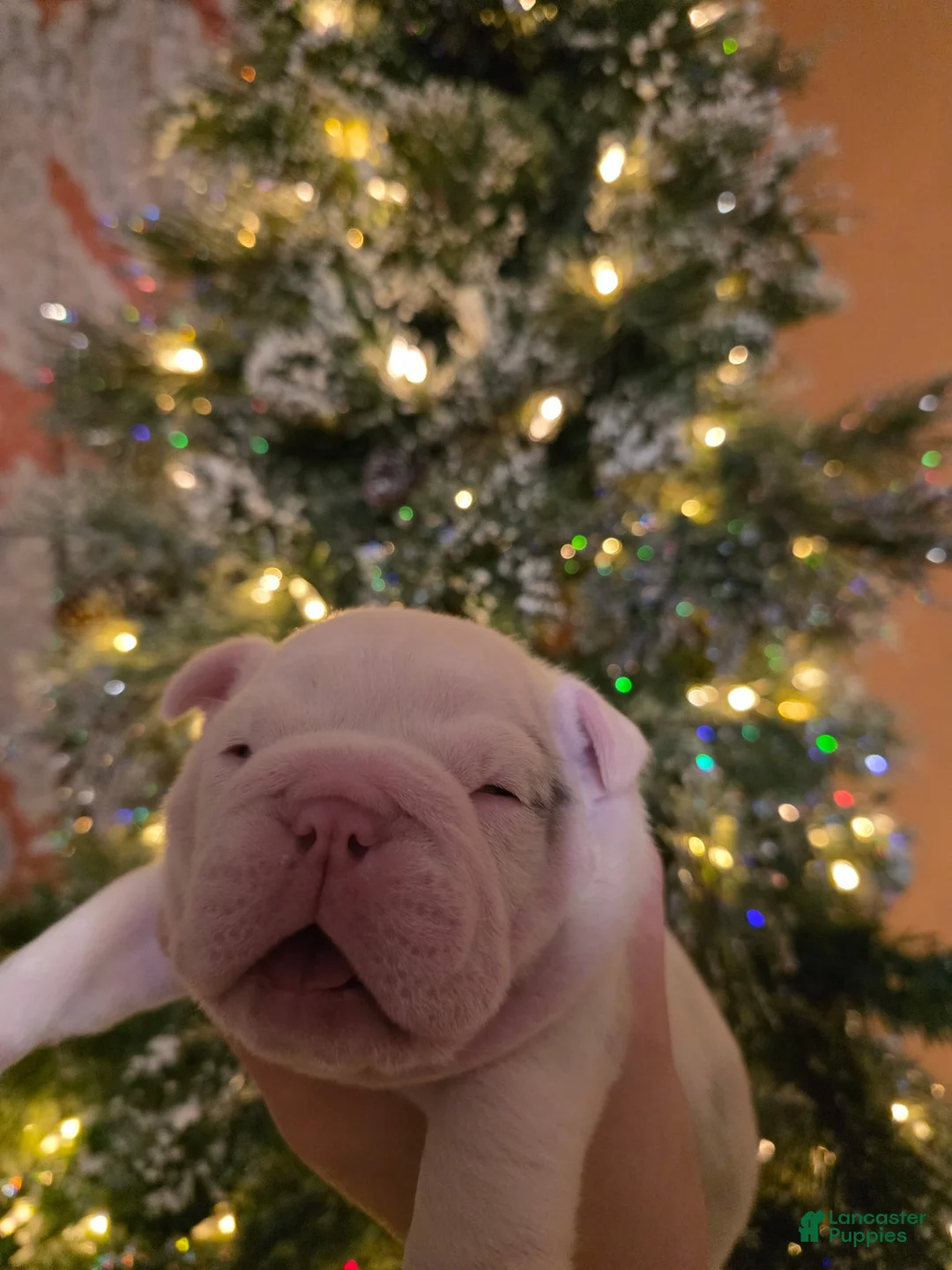 English Bulldog dogs for sale: English Bulldog Puppy 1 - Ad 4