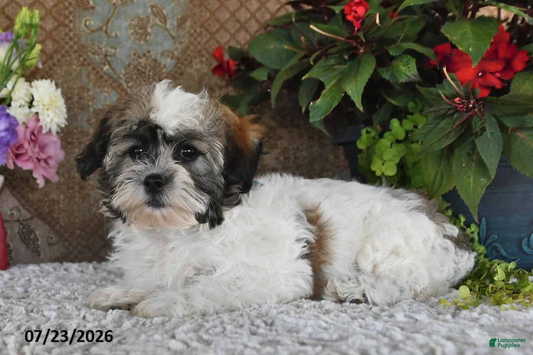 Teddy Bear dogs for sale: Duke - Ad 1