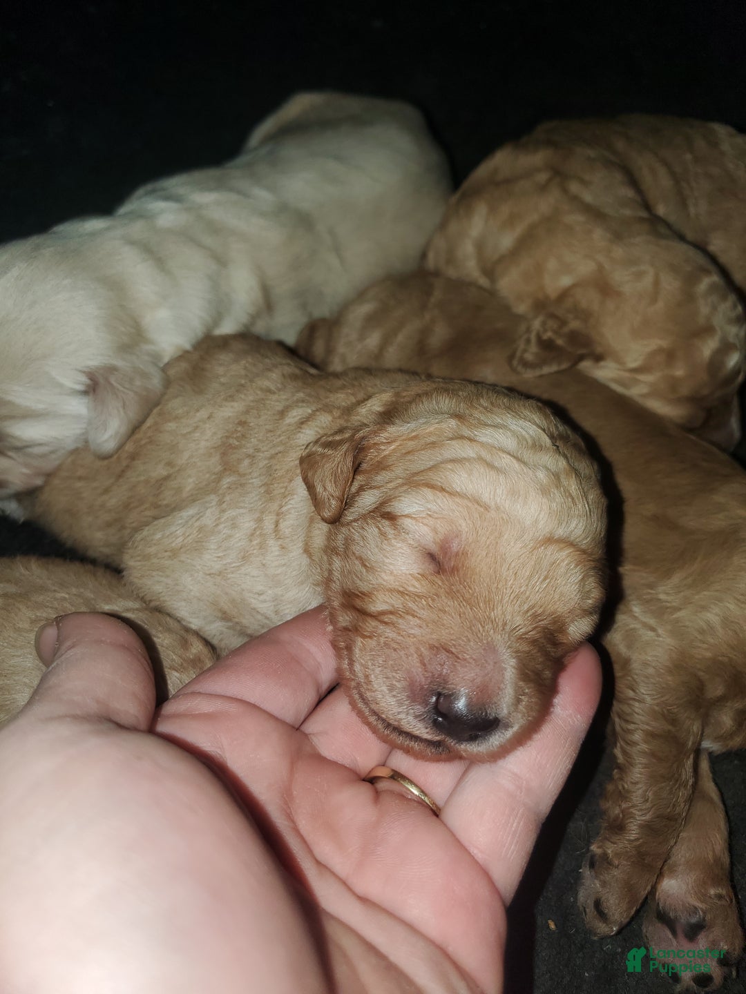Goldendoodle dogs for sale: Goldendoodle Puppy 9 - Ad 1