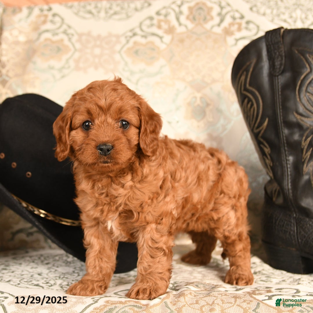 Cavapoo dogs for sale: BunnyBug - Ad 5