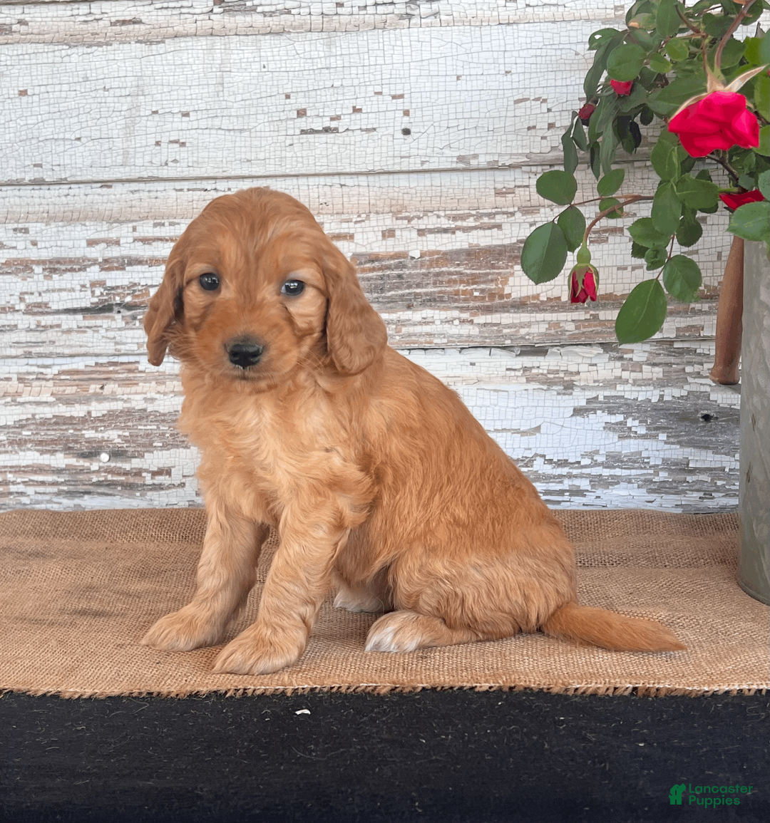 Mini Goldendoodle dogs for sale: Janie - Ad 2