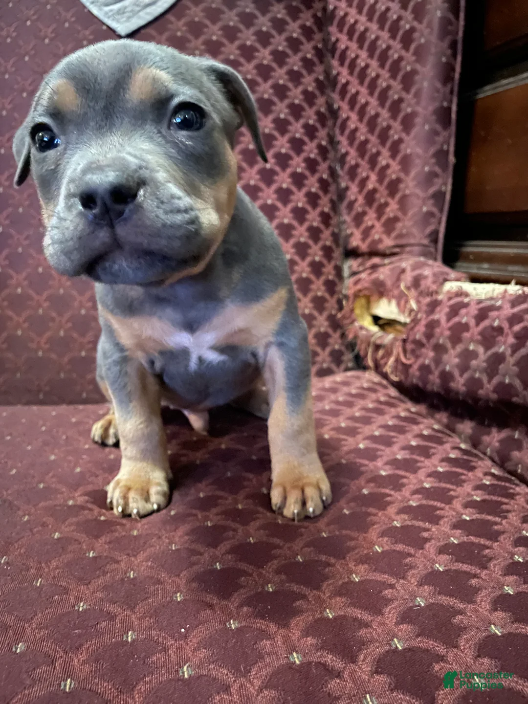 American Bully dogs for sale: American Bully Puppy 1 - Ad 2
