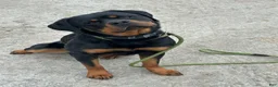 Rottweiler dogs for sale: Rottweiler Puppy 1 - Ad 2