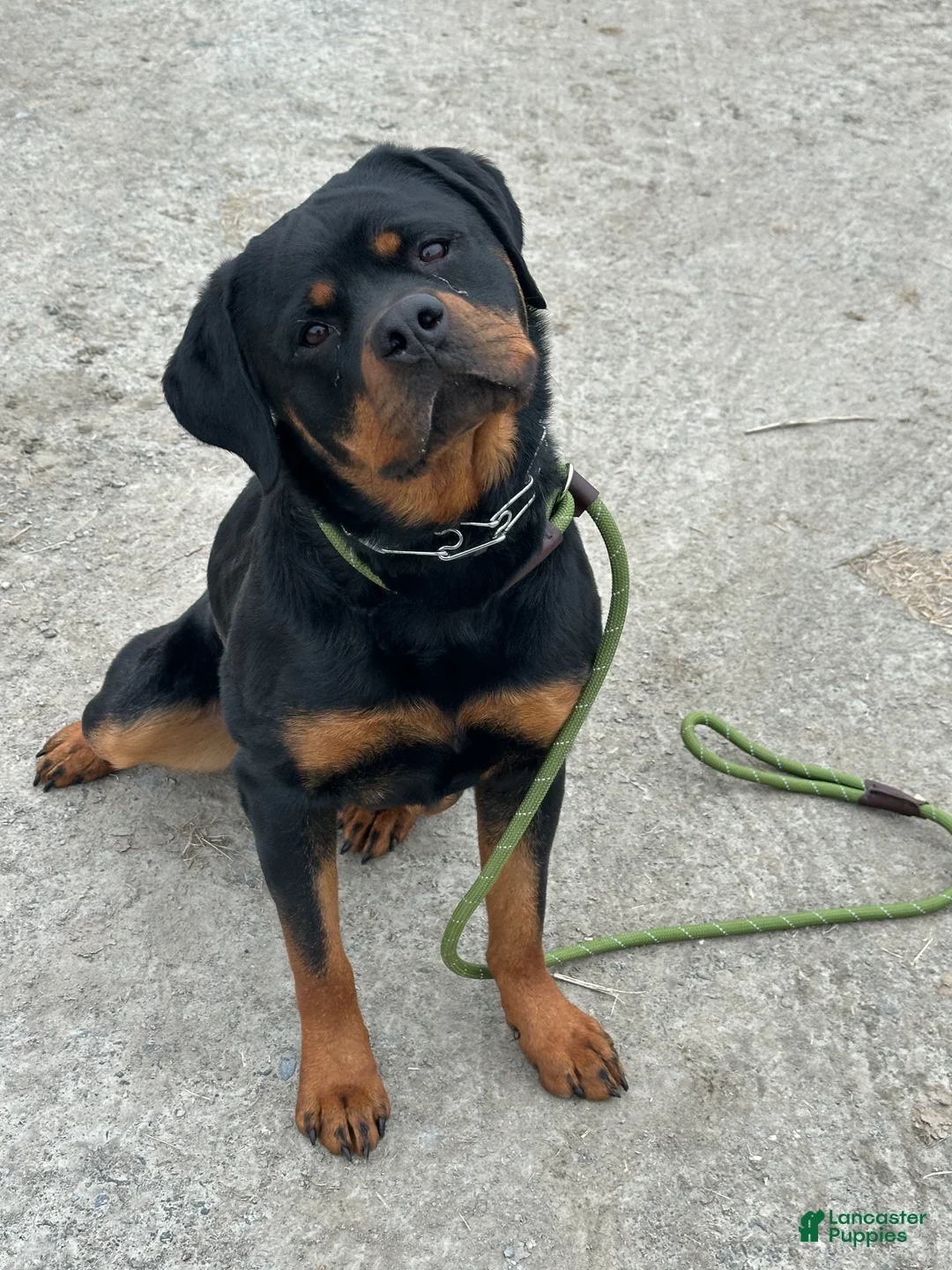 Rottweiler dogs for sale: Rottweiler Puppy 1 - Ad 2