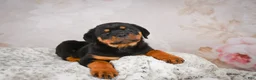 Rottweiler dogs for sale:  Sasha 🐾 - Ad 17