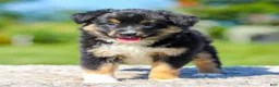 Miniature Australian Shepherd dogs for sale: Honda - Ad 6