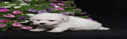 Bichon Frise dogs for sale: Kipper - Ad 3