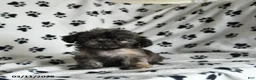 Shih Tzu dogs for sale: Zinnia - Ad 4
