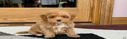 Maltipoo dogs for sale: Shanna - Ad 11