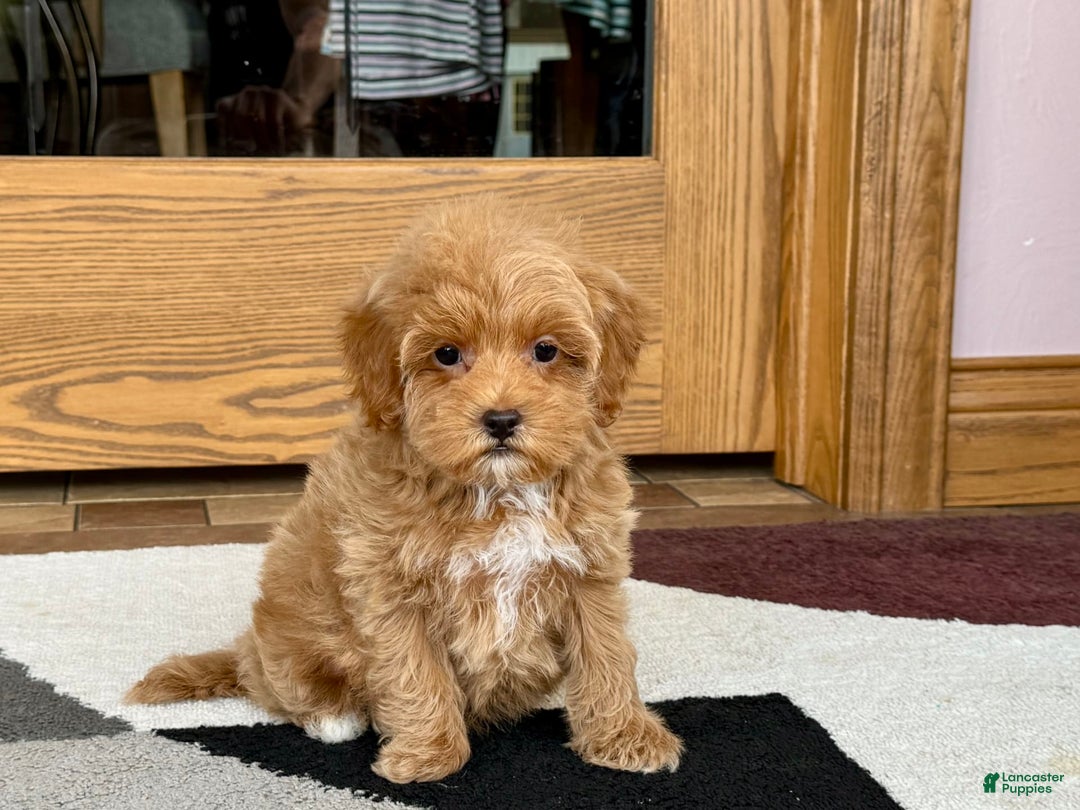 Maltipoo dogs for sale: Shanna - Ad 11