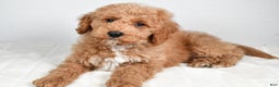 Cockapoo dogs for sale: dallas - Ad 4