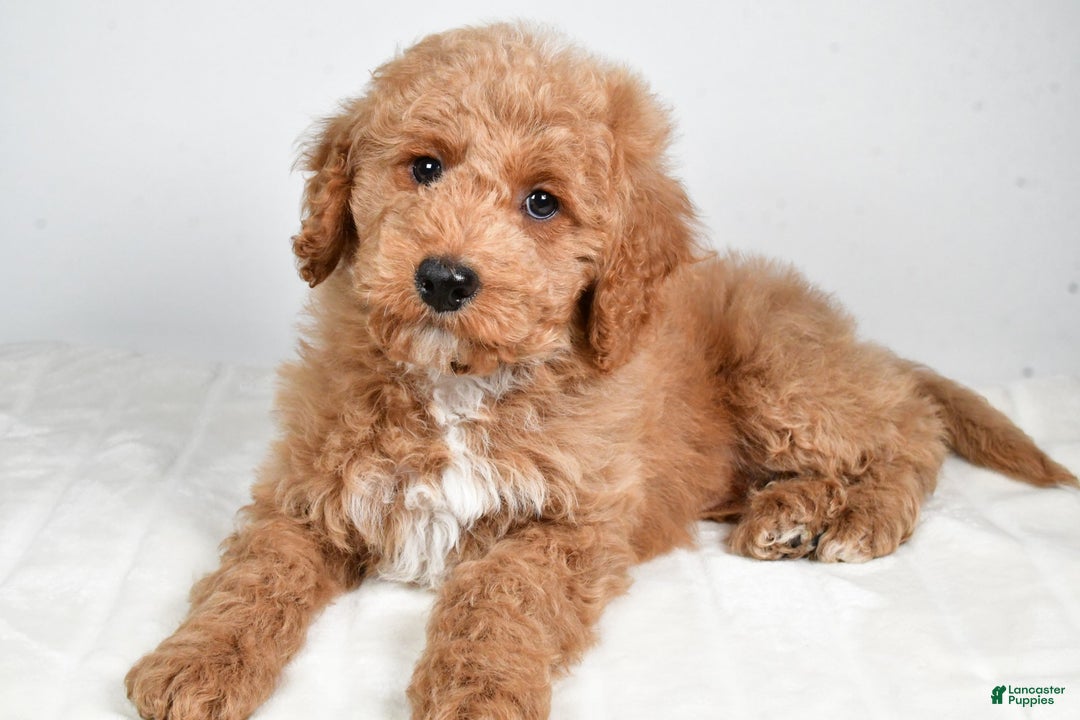 Cockapoo dogs for sale: dallas - Ad 4