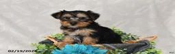 Yorkshire Terrier dogs for sale: Ricky  - Ad 5