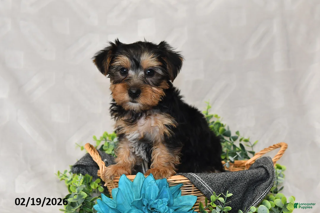 Yorkshire Terrier dogs for sale: Ricky  - Ad 5