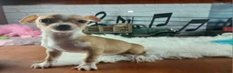 Chihuahua dogs for sale: Nationwide delivery. Popcorn boy white  - Ad 1