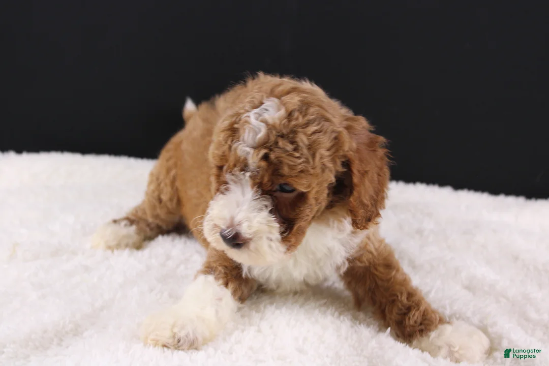 Mini Goldendoodle dogs for sale: Teddy - Ad 2