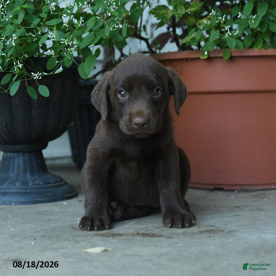 Labrador Retriever dogs Phoebe - Ad 2