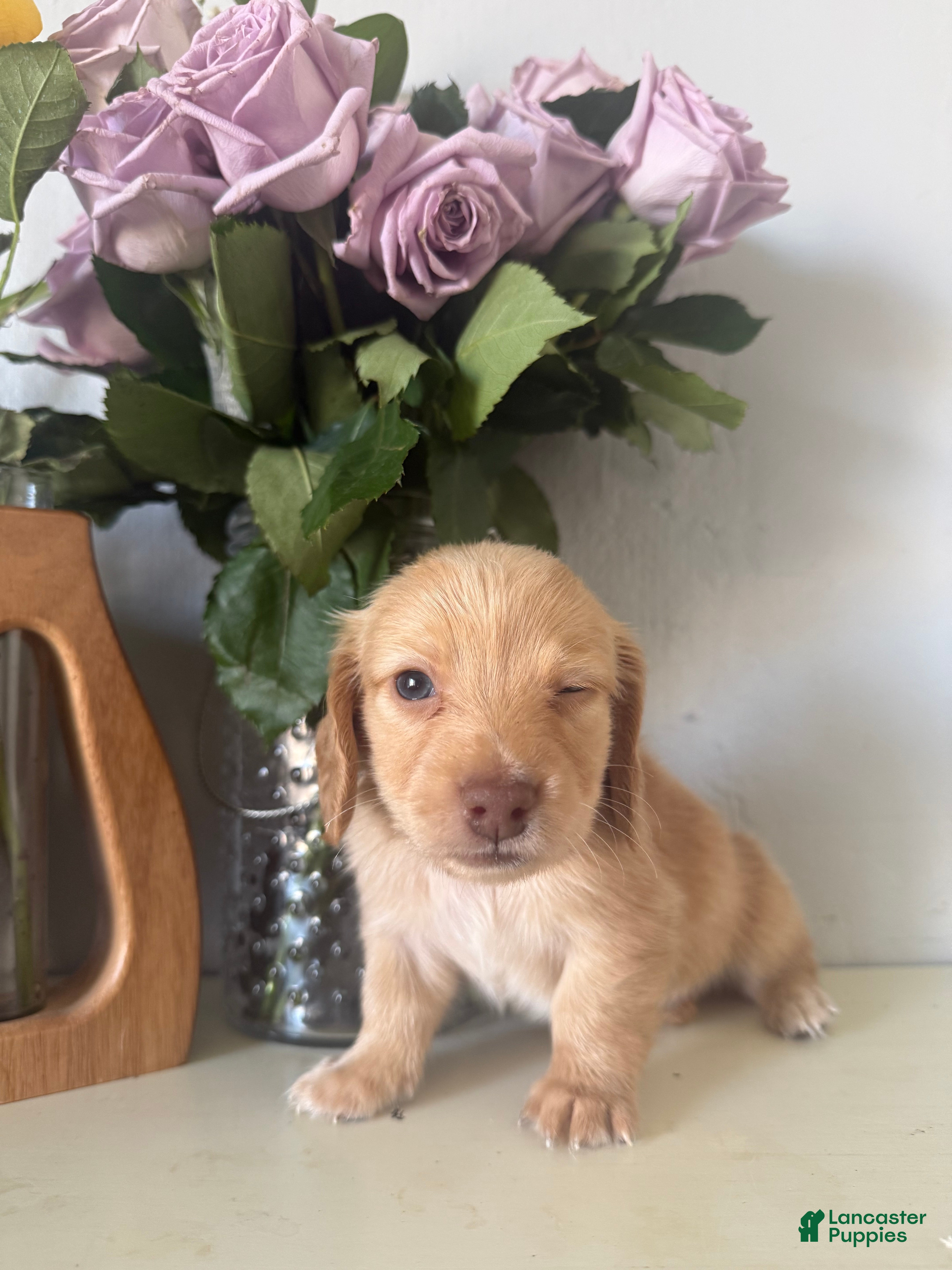 Miniature Dachshund dogs for sale: Tucker - Ad 3
