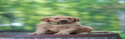 Golden Retriever dogs for sale: Betsy - Ad 1