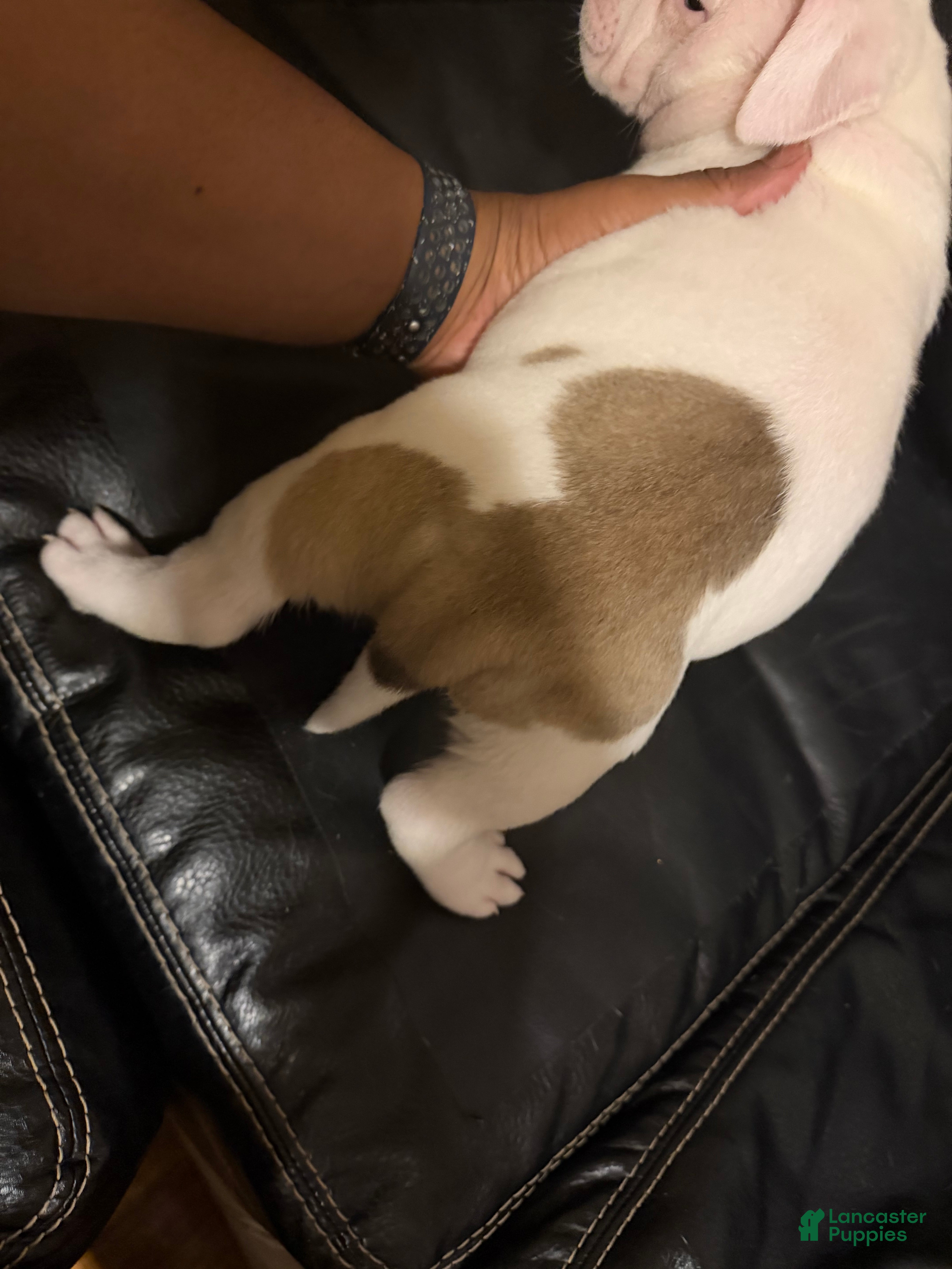 American Bully dogs for sale: Mickey - Ad 1