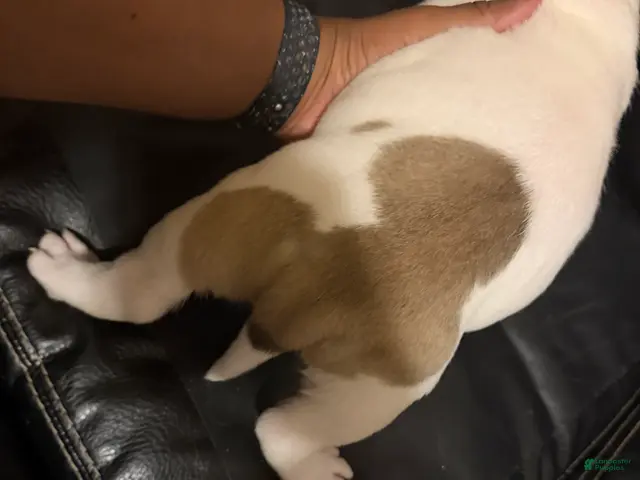 American Bully dogs for sale: Mickey - Ad 1