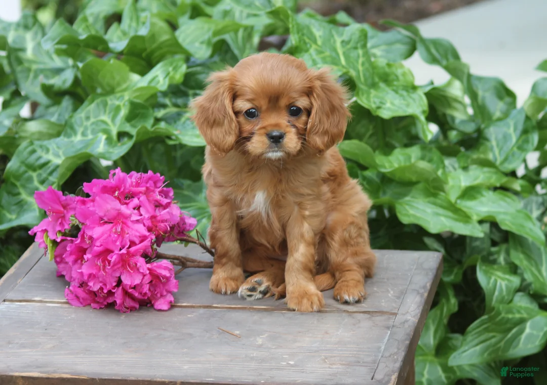 Cavalier King Charles Spaniel dogs for sale: Love Bug - Ad 1