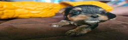 Yorkshire Terrier dogs for sale: Max - Ad 4