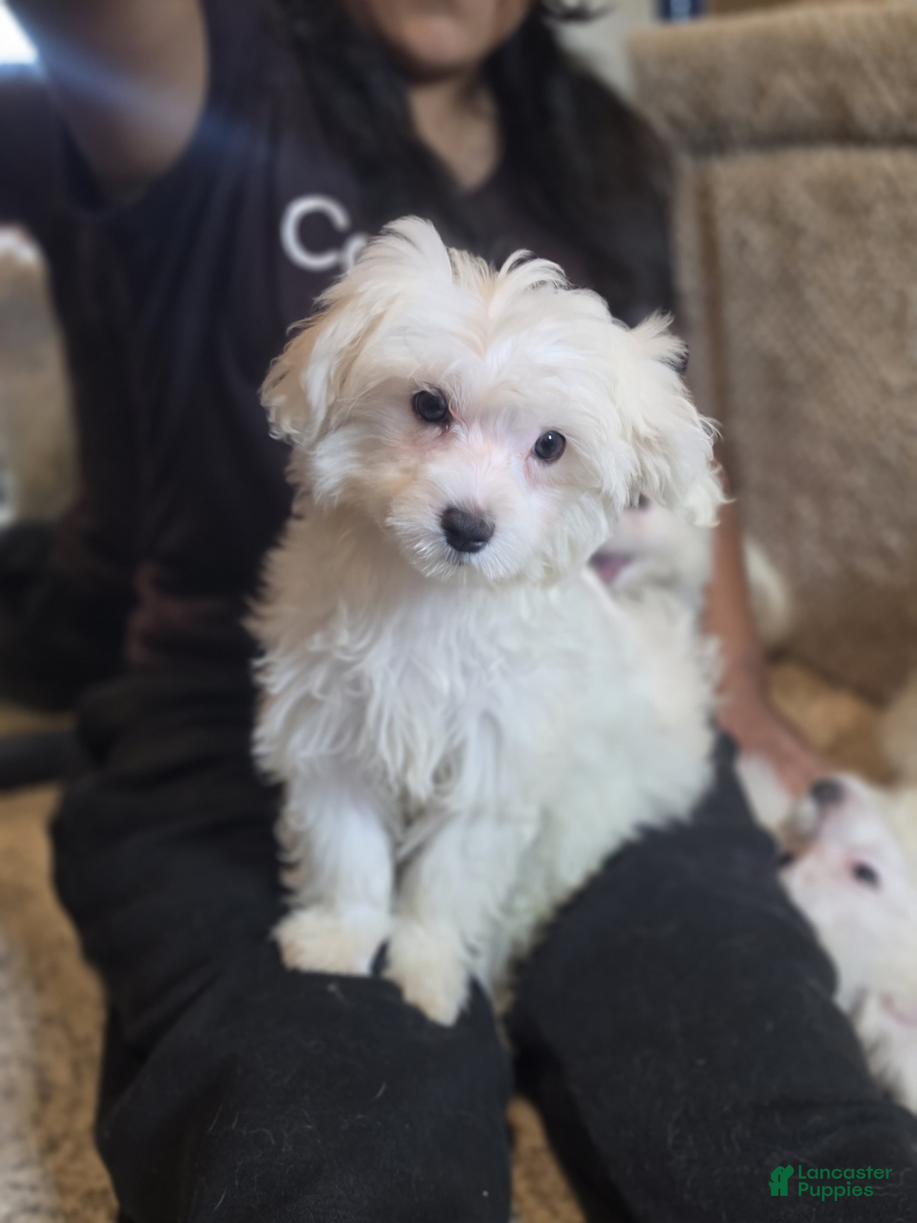Maltese dogs Maltese 2 - Ad 1