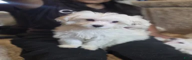 Maltese 2