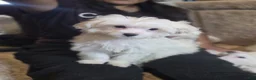 Maltese dogs for sale: Maltese 2 - Ad 1