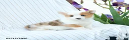 Welsh Corgi Pembroke dogs for sale: Charolette - Ad 2