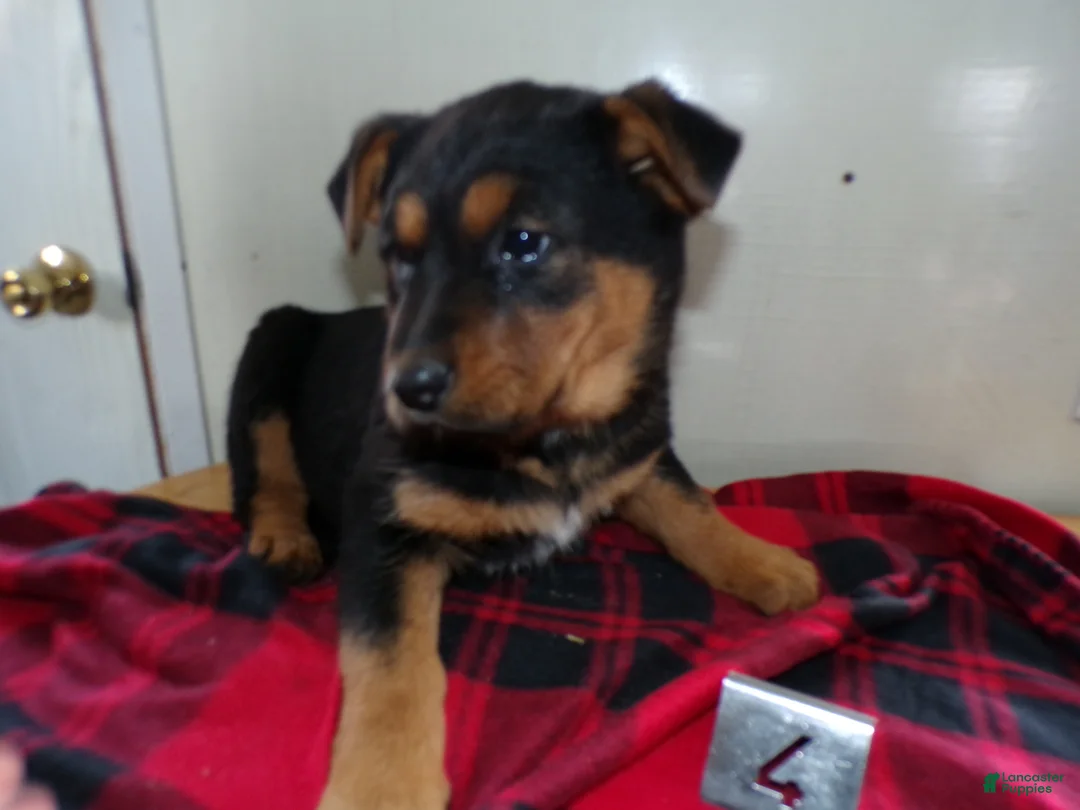 German Shepherd dogs for sale: German Shepherd Puppy 4 Ezra - Ad 3