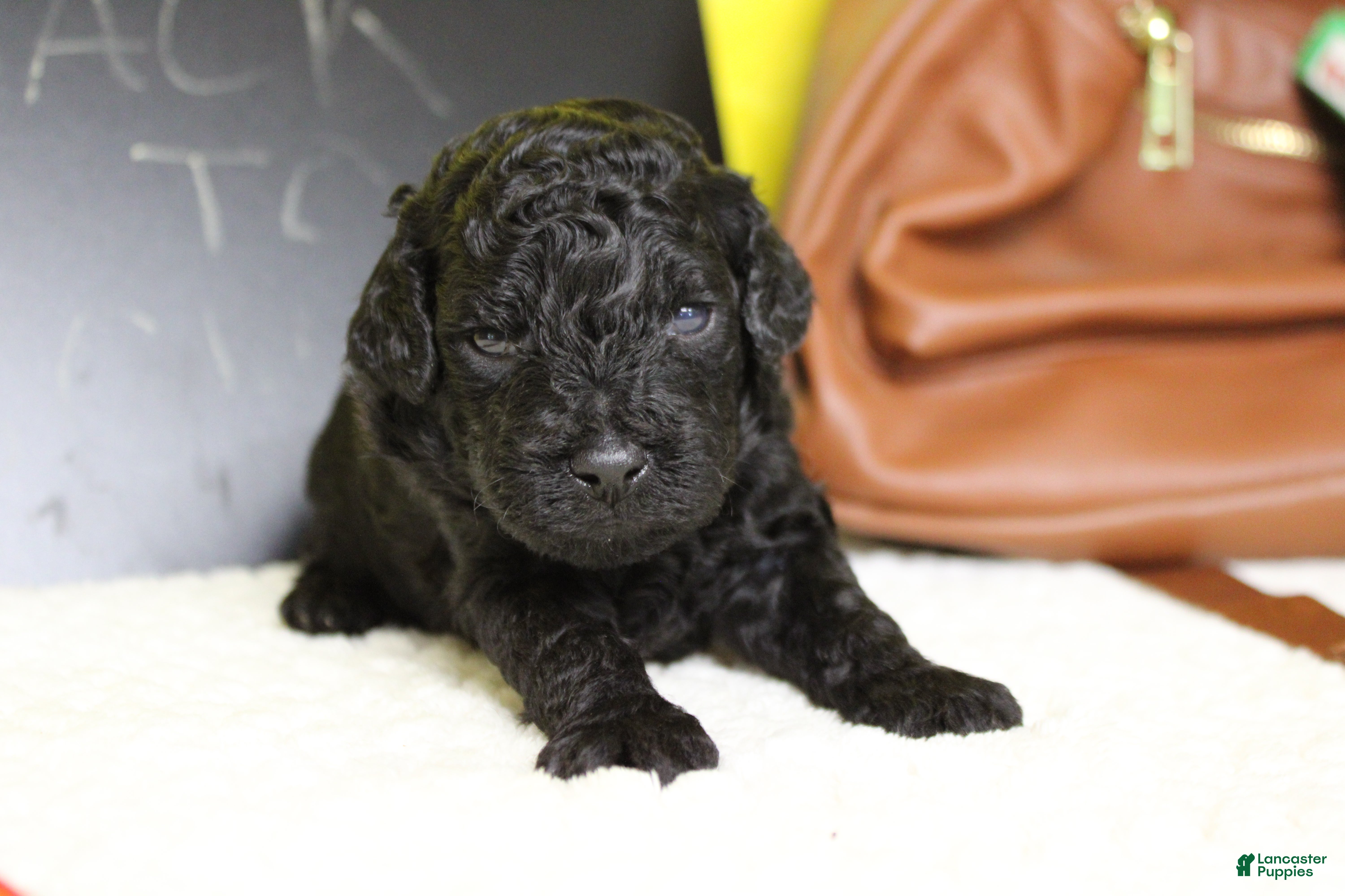 Toy Poodle dogs Peppercorn  - Ad 20