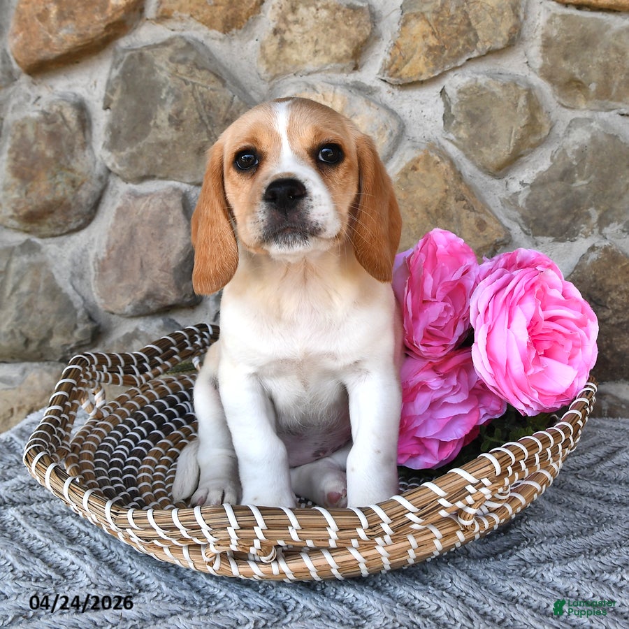 Mixed Breed dogs Lilly - Ad 1