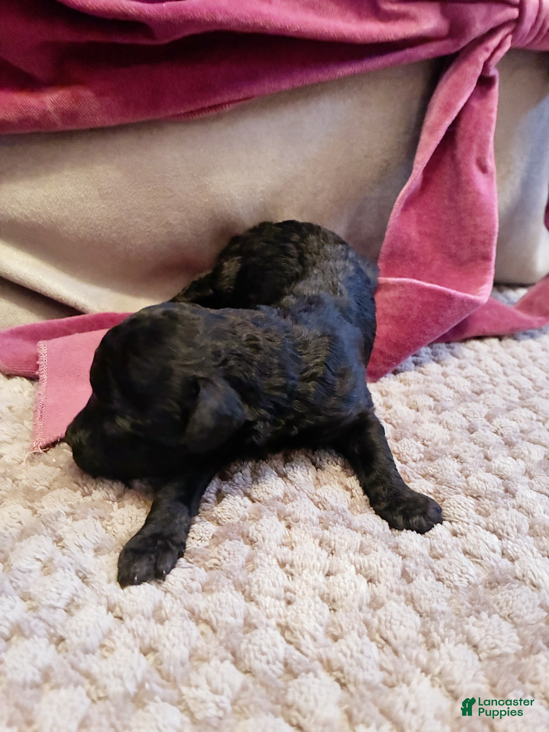 Toy Poodle dogs Ptolemaic Tut ,  Toy Poodle Puppy  - Ad 9