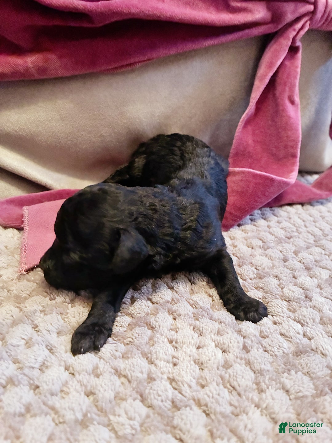 Toy Poodle dogs for sale: Ptolemaic Tut ,  Toy Poodle Puppy  - Ad 1