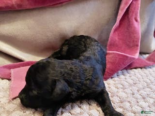 Toy Poodle dogs Ptolemaic Tut , Toy Poodle Puppy - Ad 9