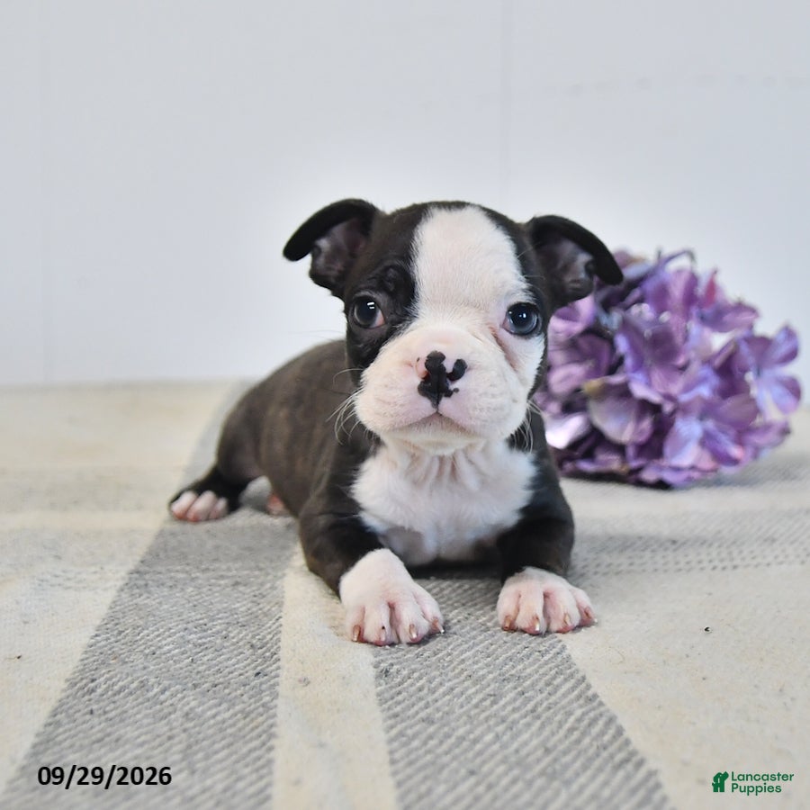 Boston Terrier dogs Hazel - Ad 1