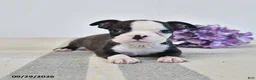 Boston Terrier dogs for sale: Hazel - Ad 1
